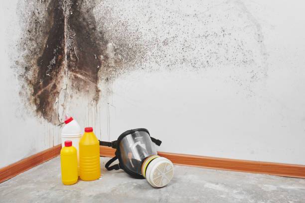 Best Post-Flood Mold Remediation in Cooperstown, NY