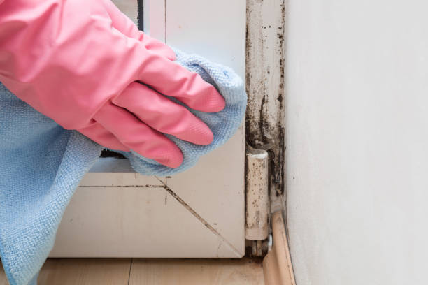 Best Residential Mold Remediation in Cooperstown, NY